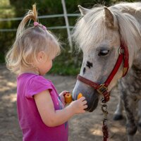 Zestaw do pielęgnacji konia 8 elementów dodatki do Hobby Horse Erzi